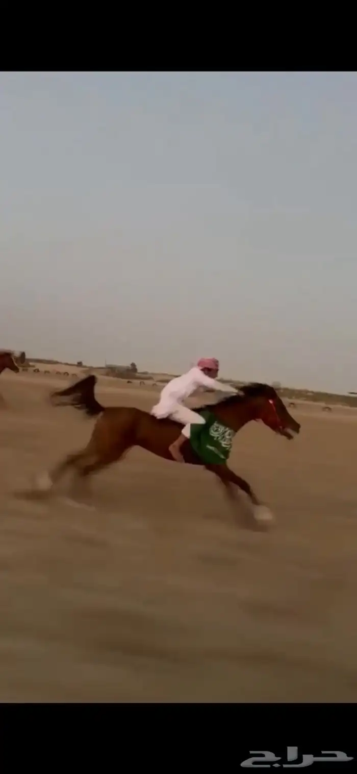حصان شعبي شيخ للبيع 4