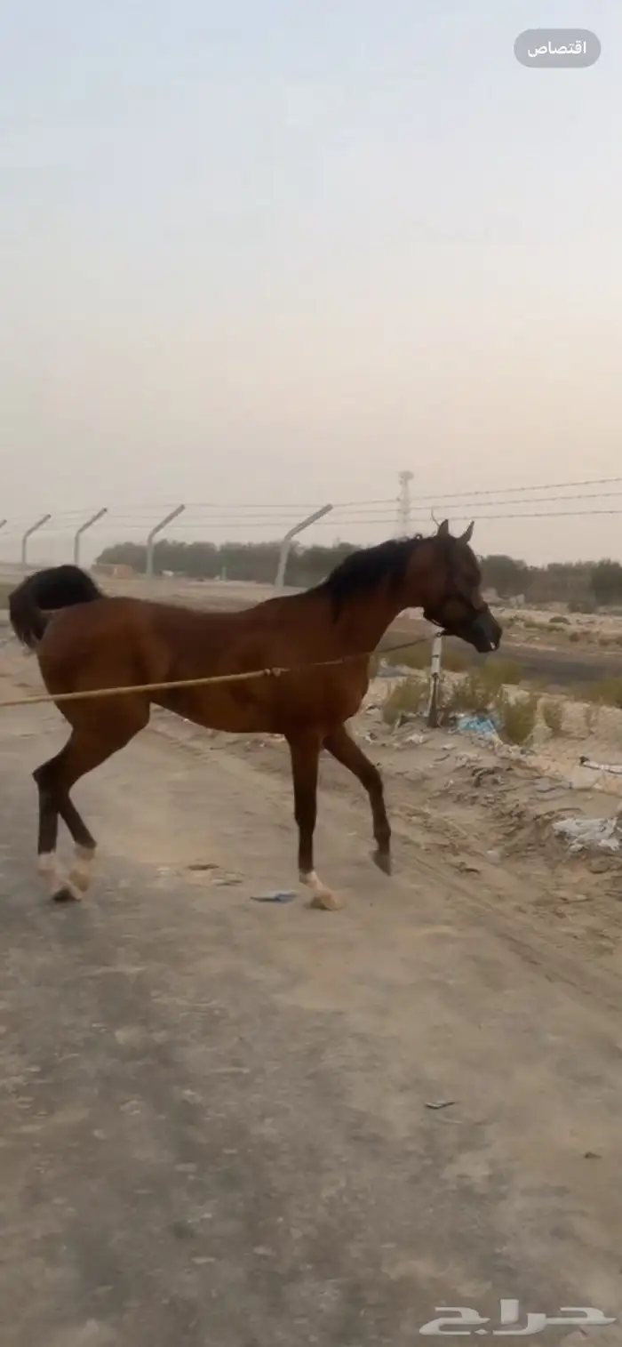 حصان شعبي شيخ للبيع 0