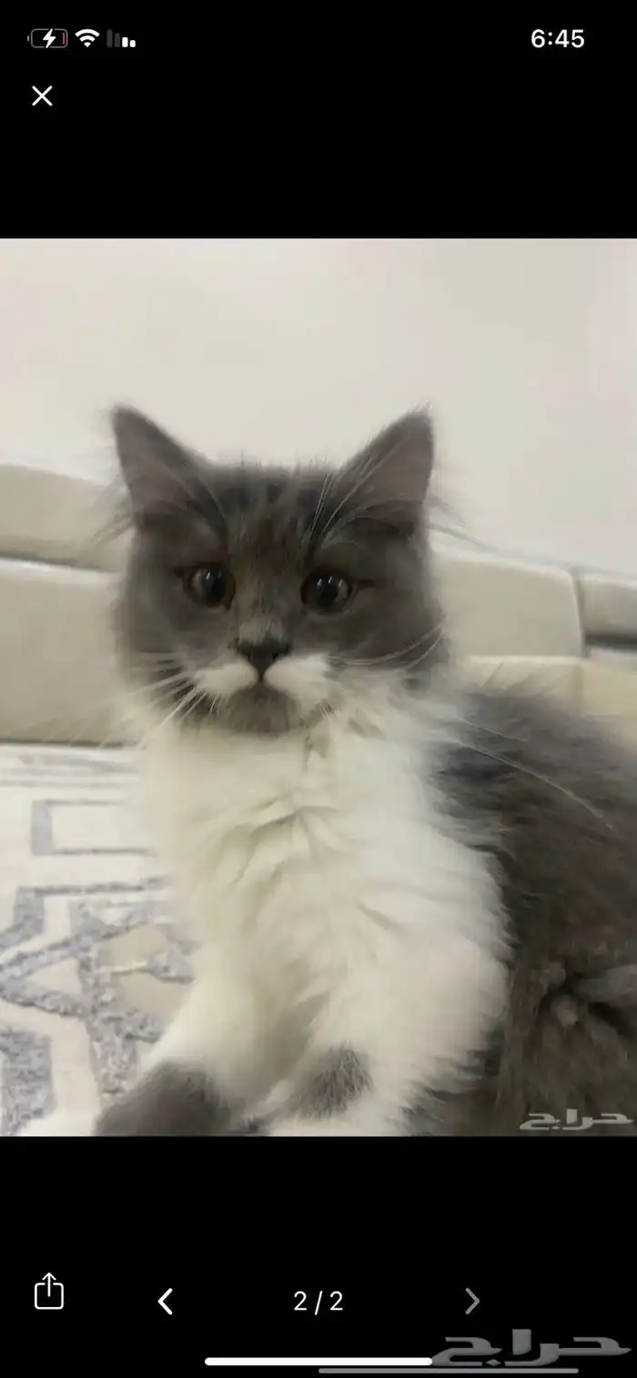 بسه مع اغراضه 1