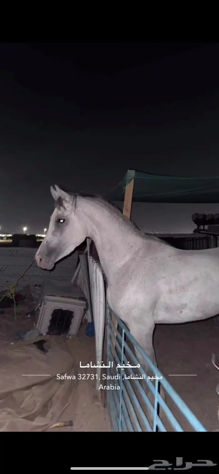 حصان شعبي شيخ 1