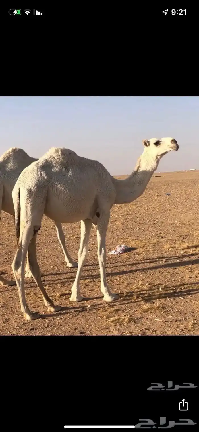 للبيع المفروده الباتليه عظم طويل 0