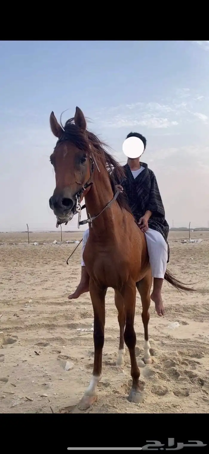 حصان شعبي شيخ للبيع 2