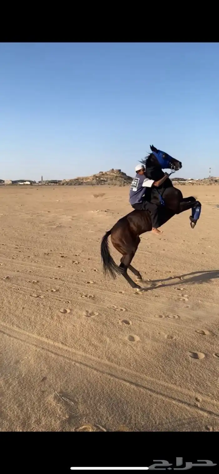 فرس سبوقق 7