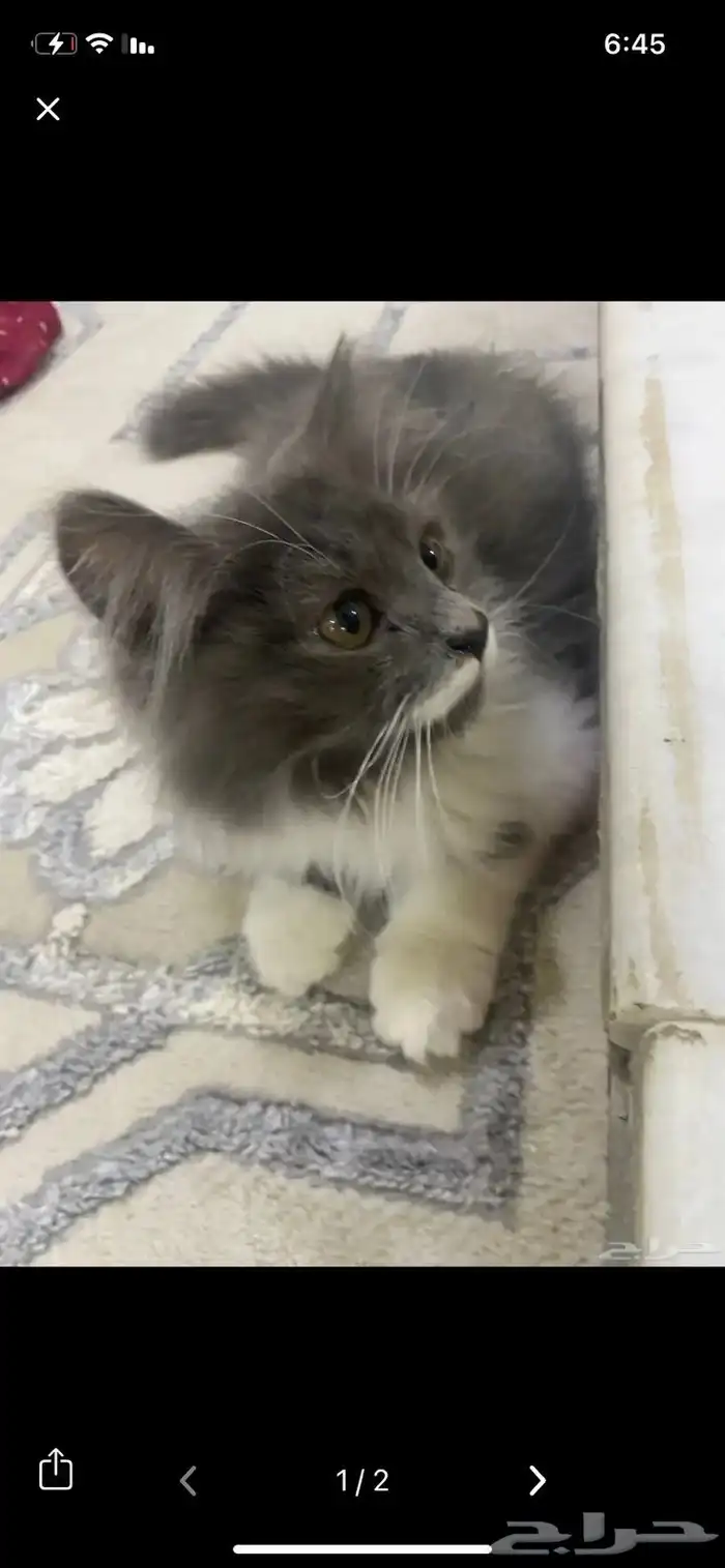 بسه مع اغراضه 0