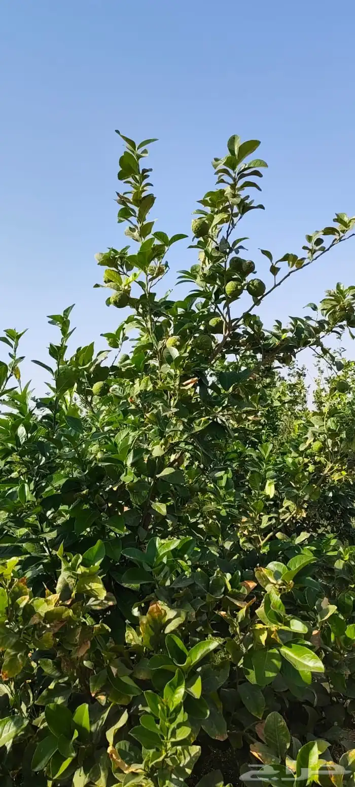 ليمون مكسيكي أخضر طبيعي خالي من الأسمدة الكيميائية 29