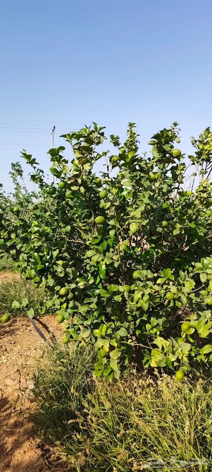 ليمون مكسيكي أخضر طبيعي خالي من الأسمدة الكيميائية 30