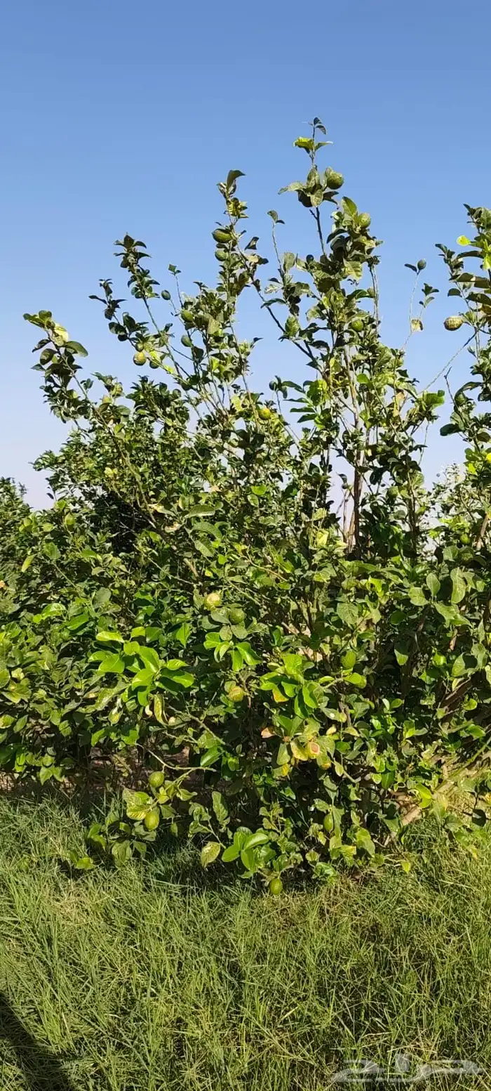 ليمون مكسيكي أخضر طبيعي خالي من الأسمدة الكيميائية 34