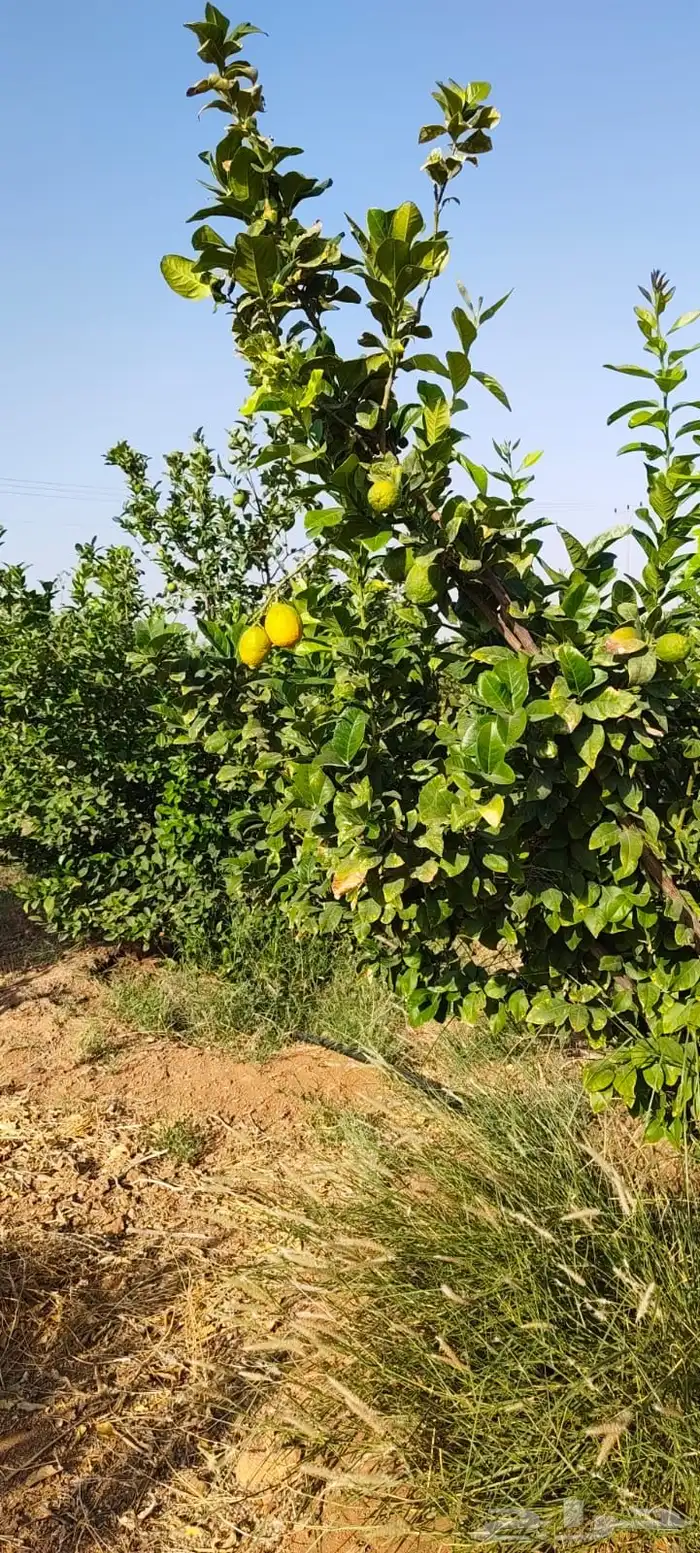 ليمون مكسيكي أخضر طبيعي خالي من الأسمدة الكيميائية 33