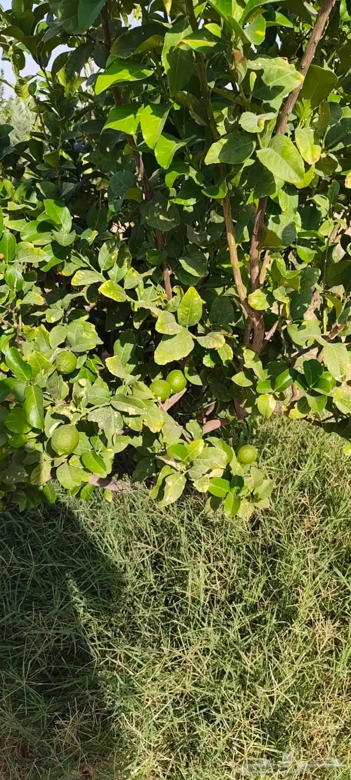 ليمون مكسيكي أخضر طبيعي خالي من الأسمدة الكيميائية 38