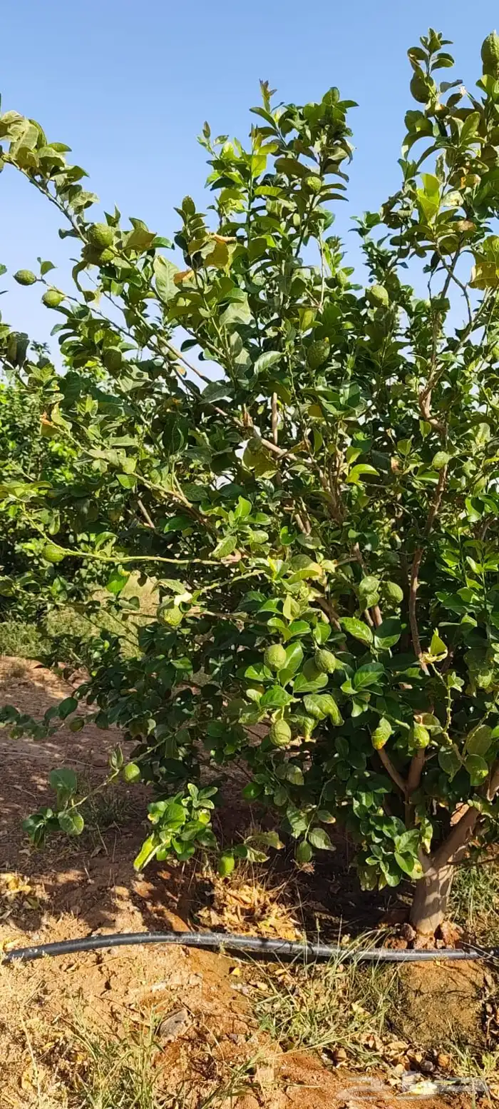 ليمون مكسيكي أخضر طبيعي خالي من الأسمدة الكيميائية 35