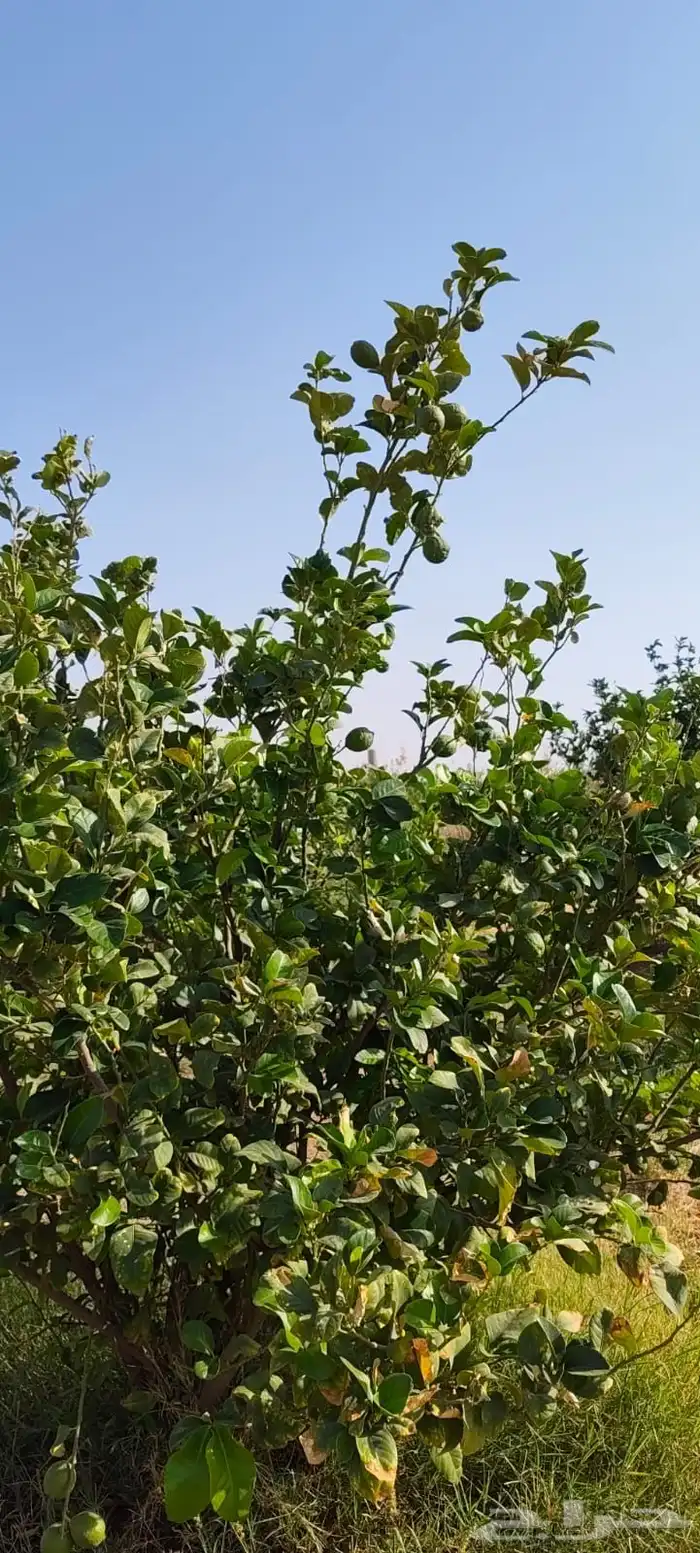 ليمون مكسيكي أخضر طبيعي خالي من الأسمدة الكيميائية 31