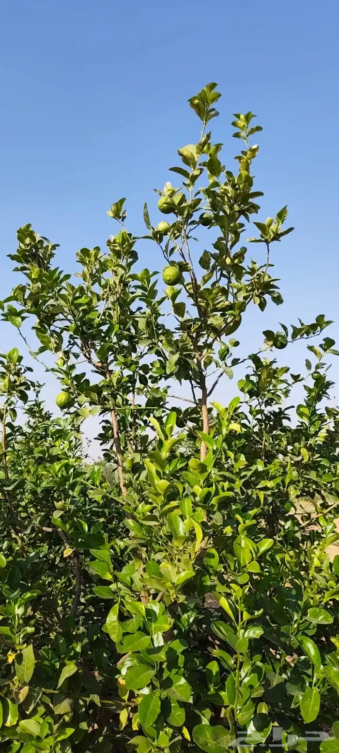 ليمون مكسيكي أخضر طبيعي خالي من الأسمدة الكيميائية 36