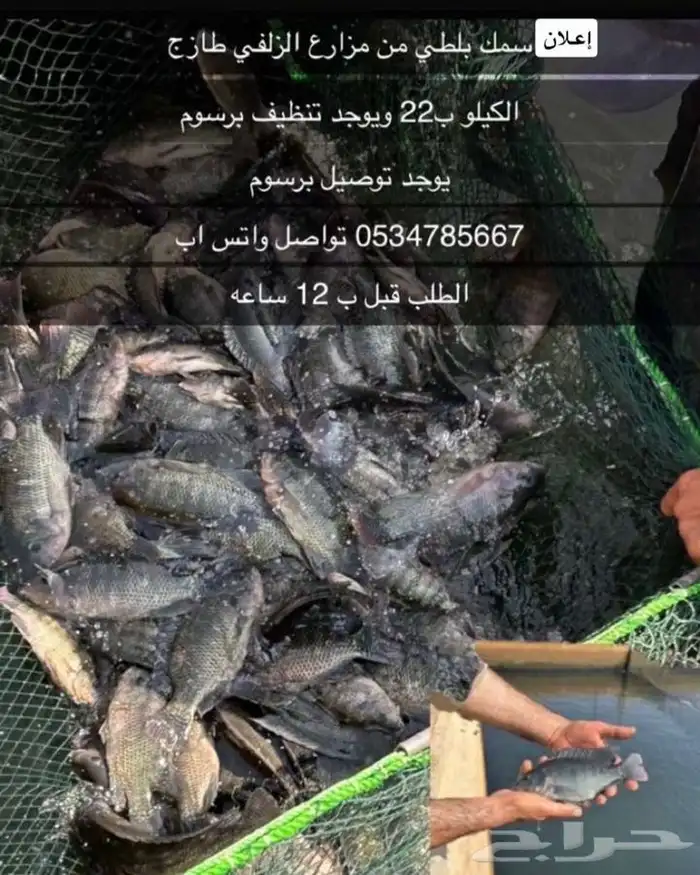 سمك بلطي من مزارع الزلفي 0