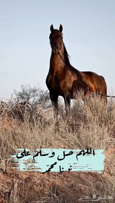 ايواء خيل افراس فقط والتشبيه فالعياده والمتابعه لها 0