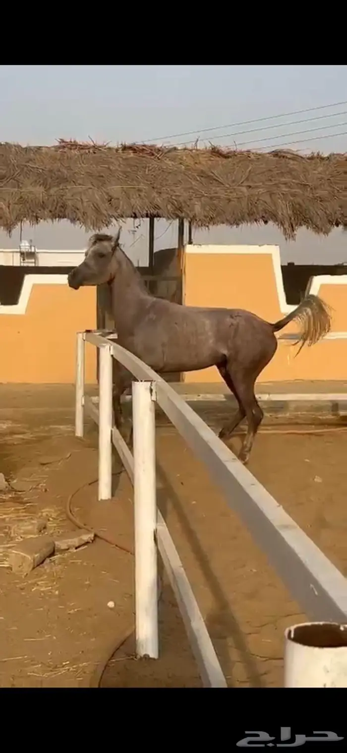 فرس واهو 1