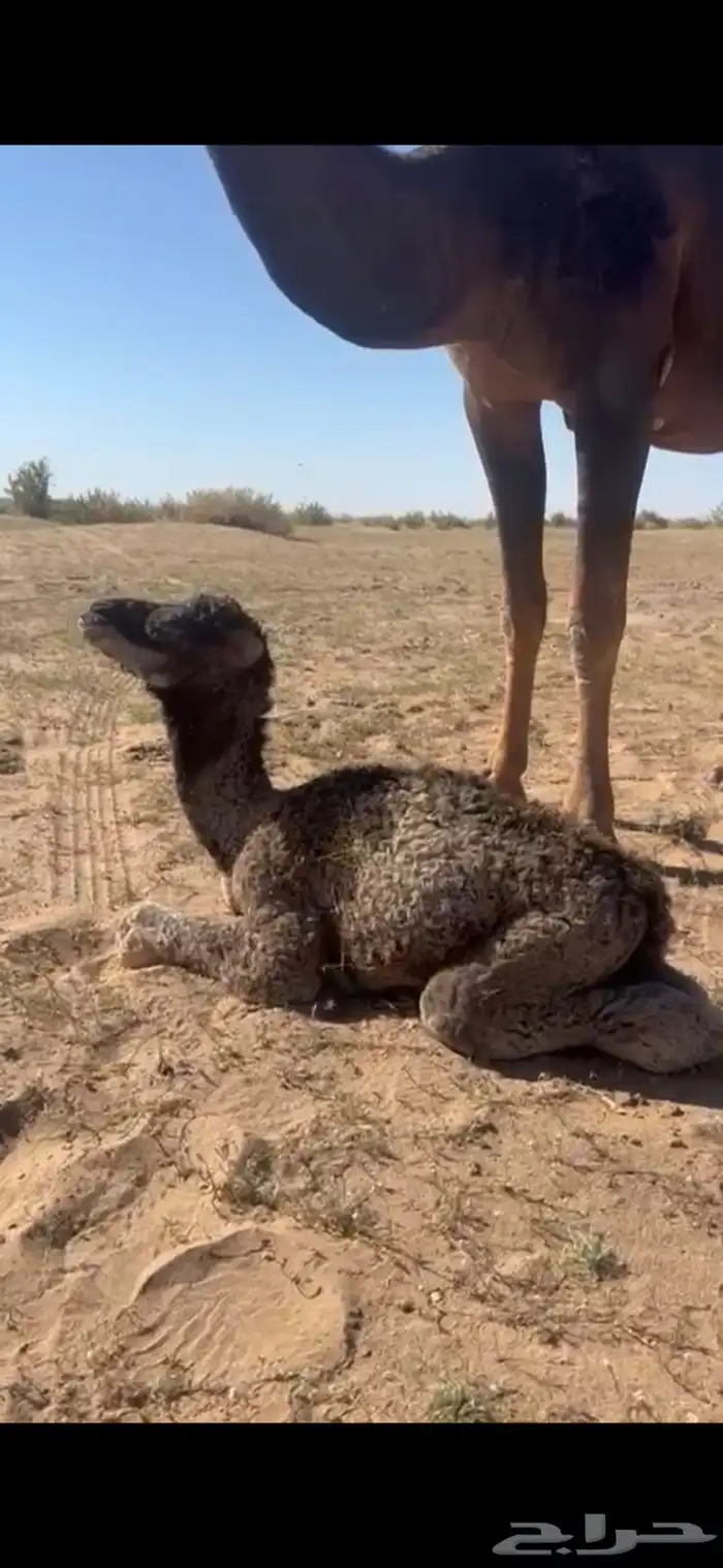 جمل احمر 6