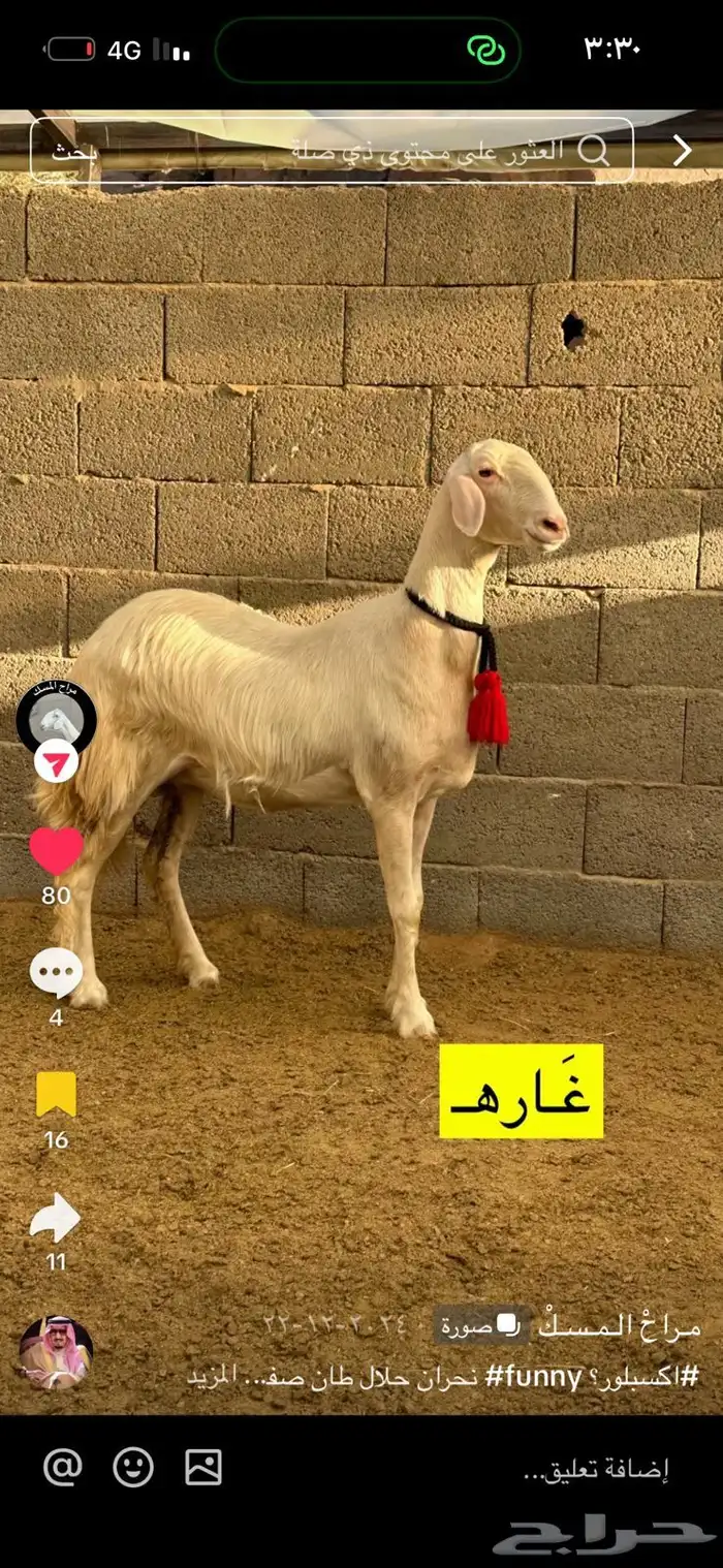 مشروع فحل 2