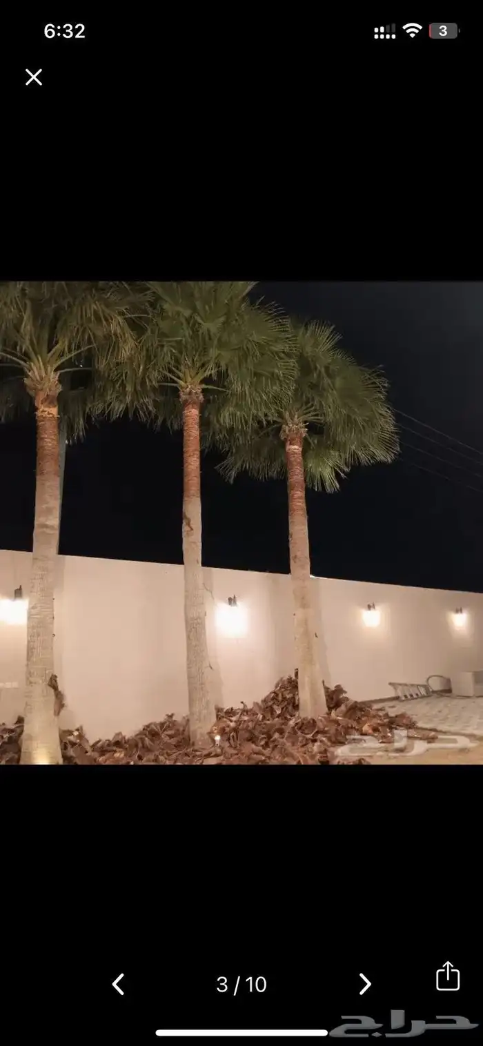 يوجد لديناء جميع انواع النخيل الزينه والعربي 5