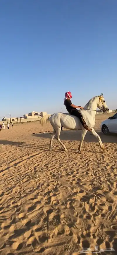 حصان شعبي 0