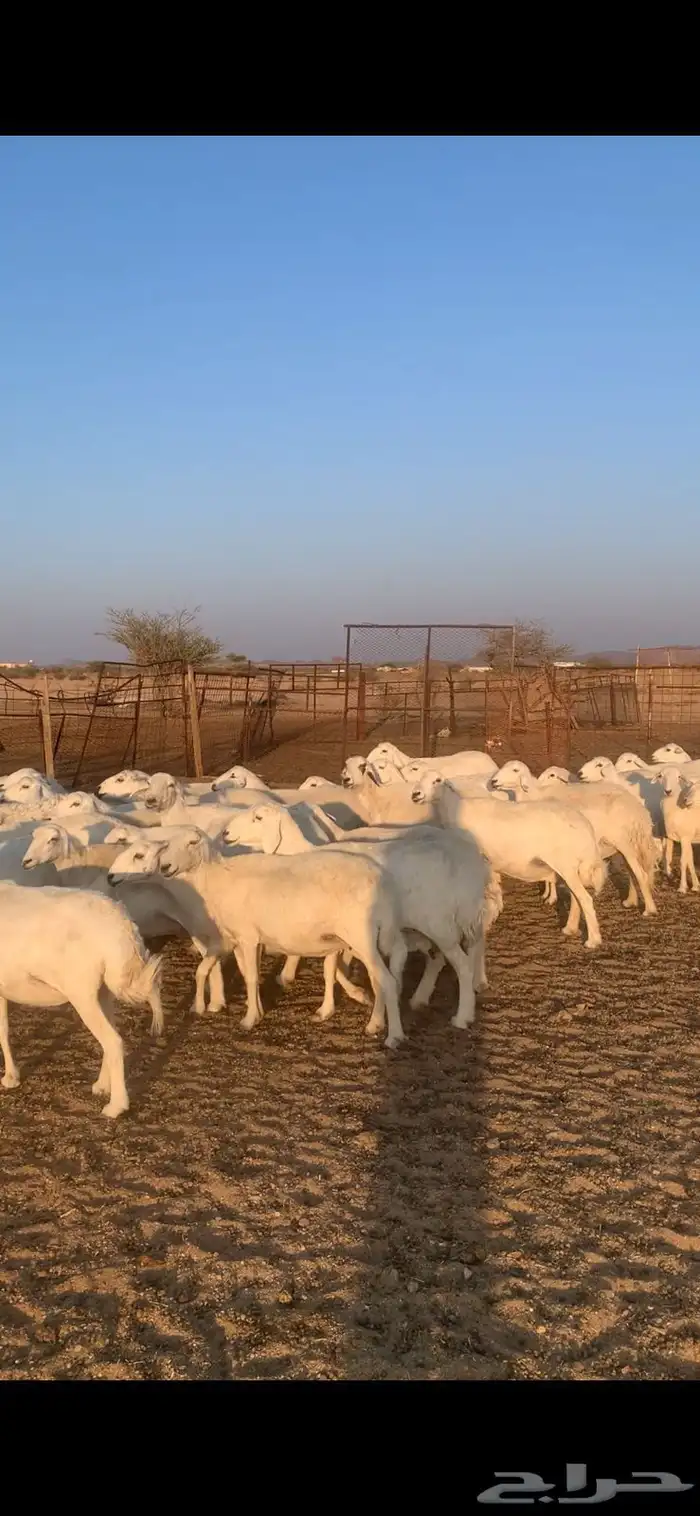 غنم حريه دفيه سونار 0