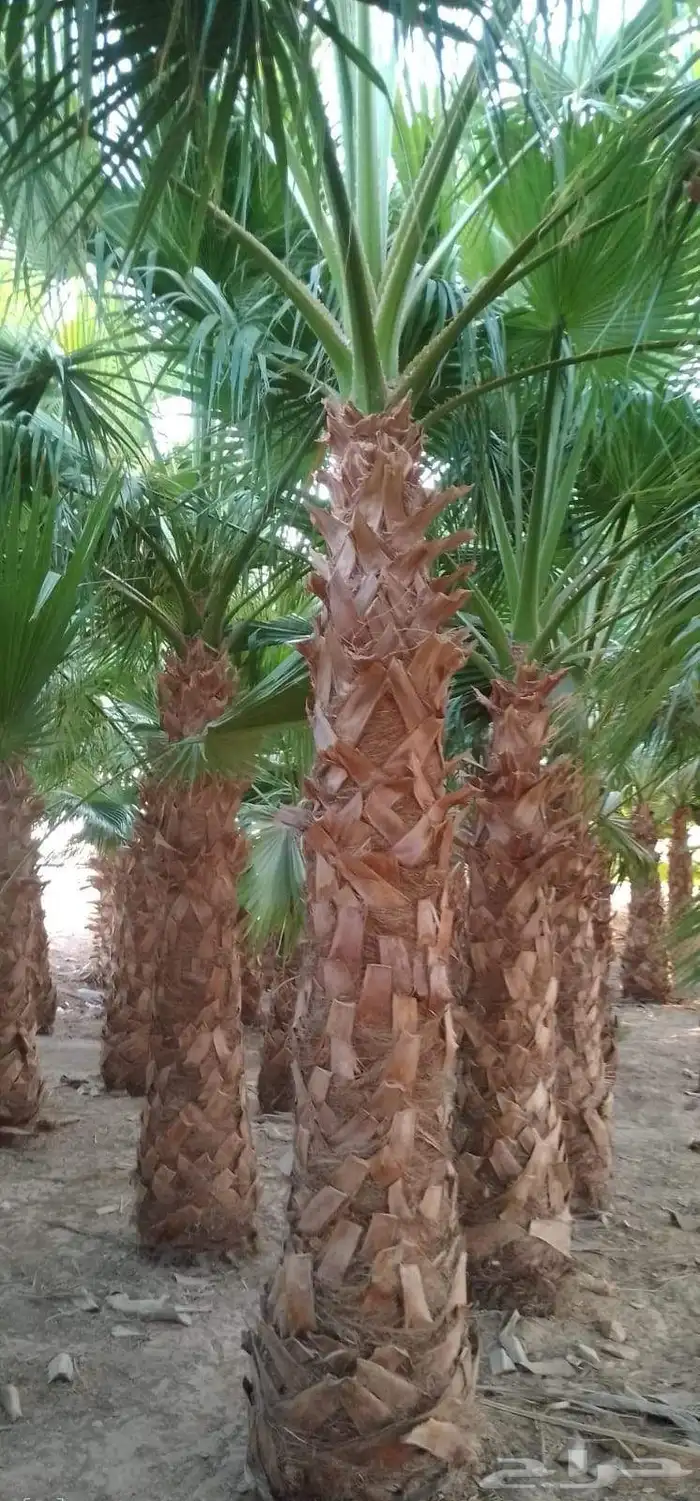 نخل واشنطن امريكي نخل عربي 10