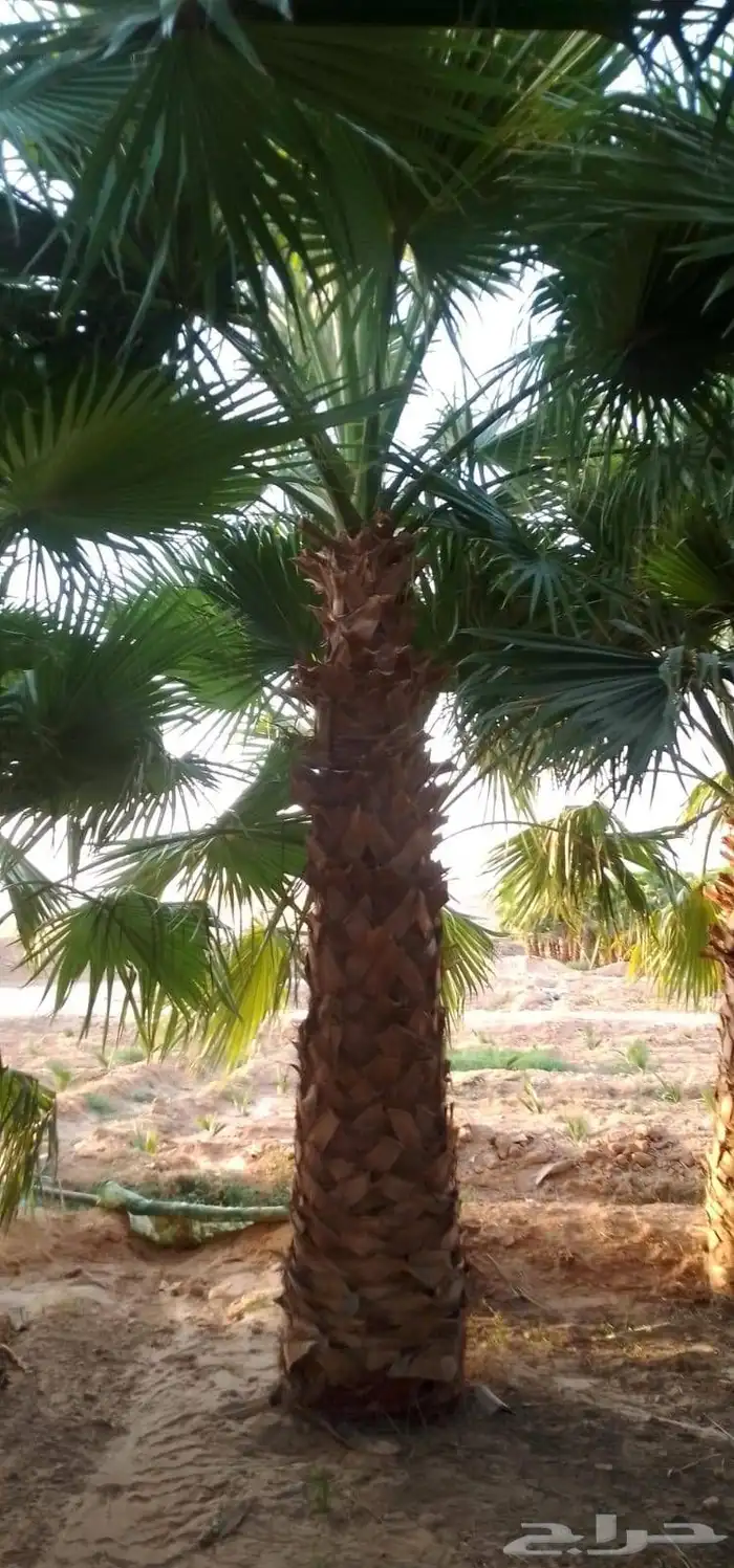 نخل واشنطن امريكي نخل عربي 0
