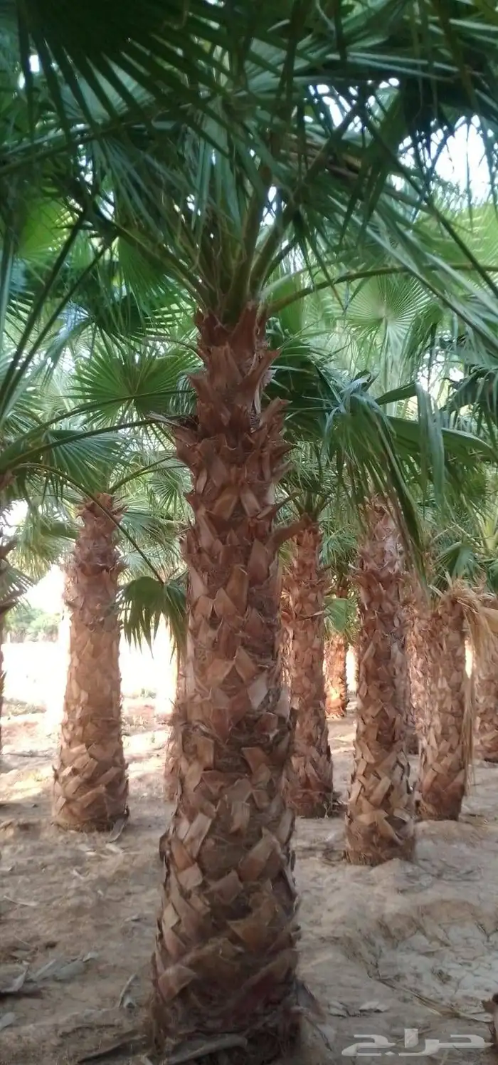 نخل واشنطن امريكي نخل عربي 4