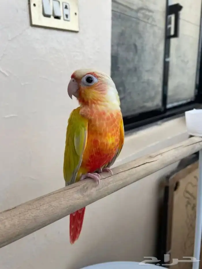 فروخ للبيع كروان وكنيور تم البيع 1