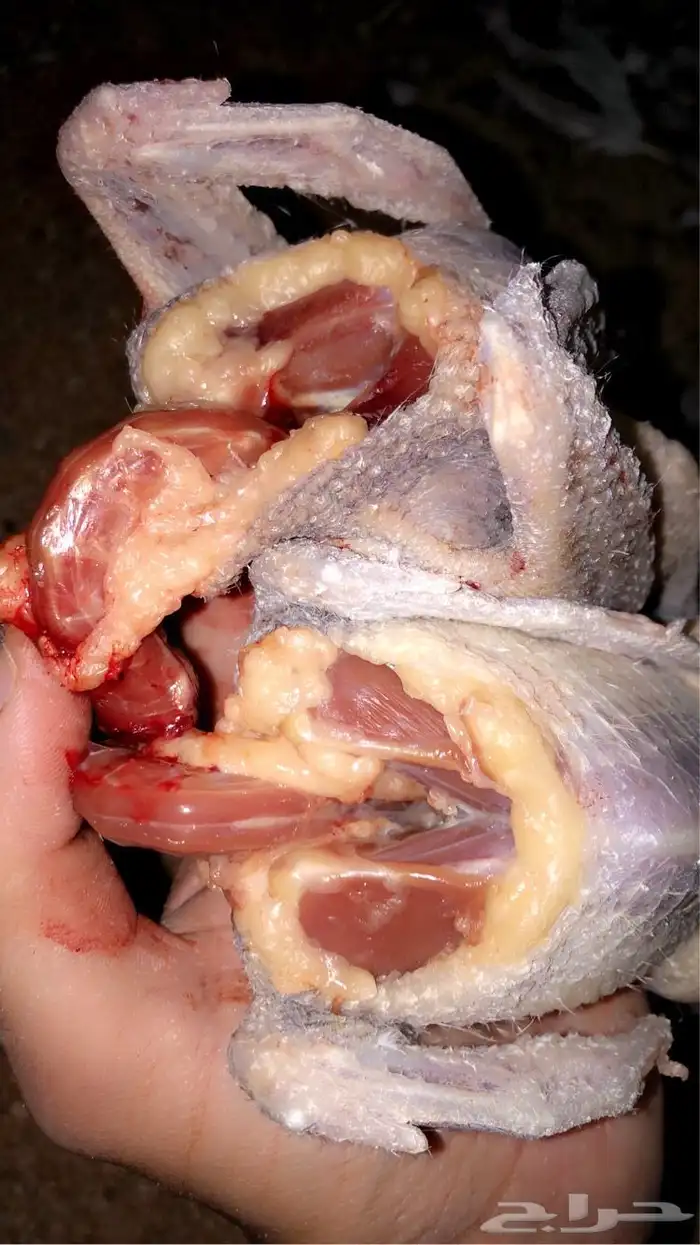 زغاليل حمام بلدي 2