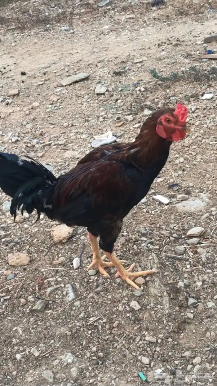 دجاج 1