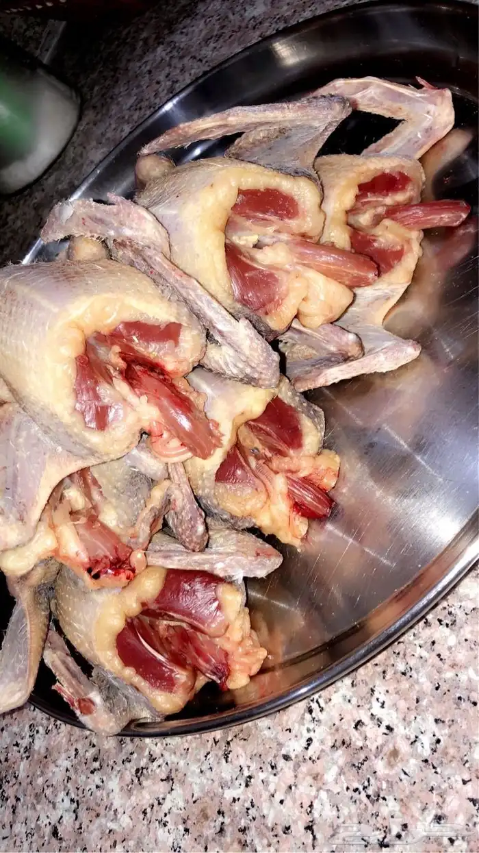 زغاليل حمام بلدي 0