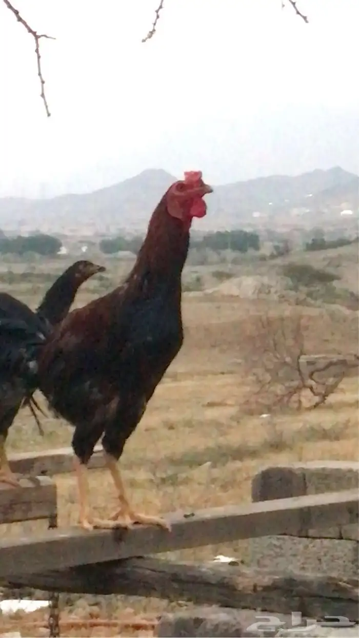 دجاج 0