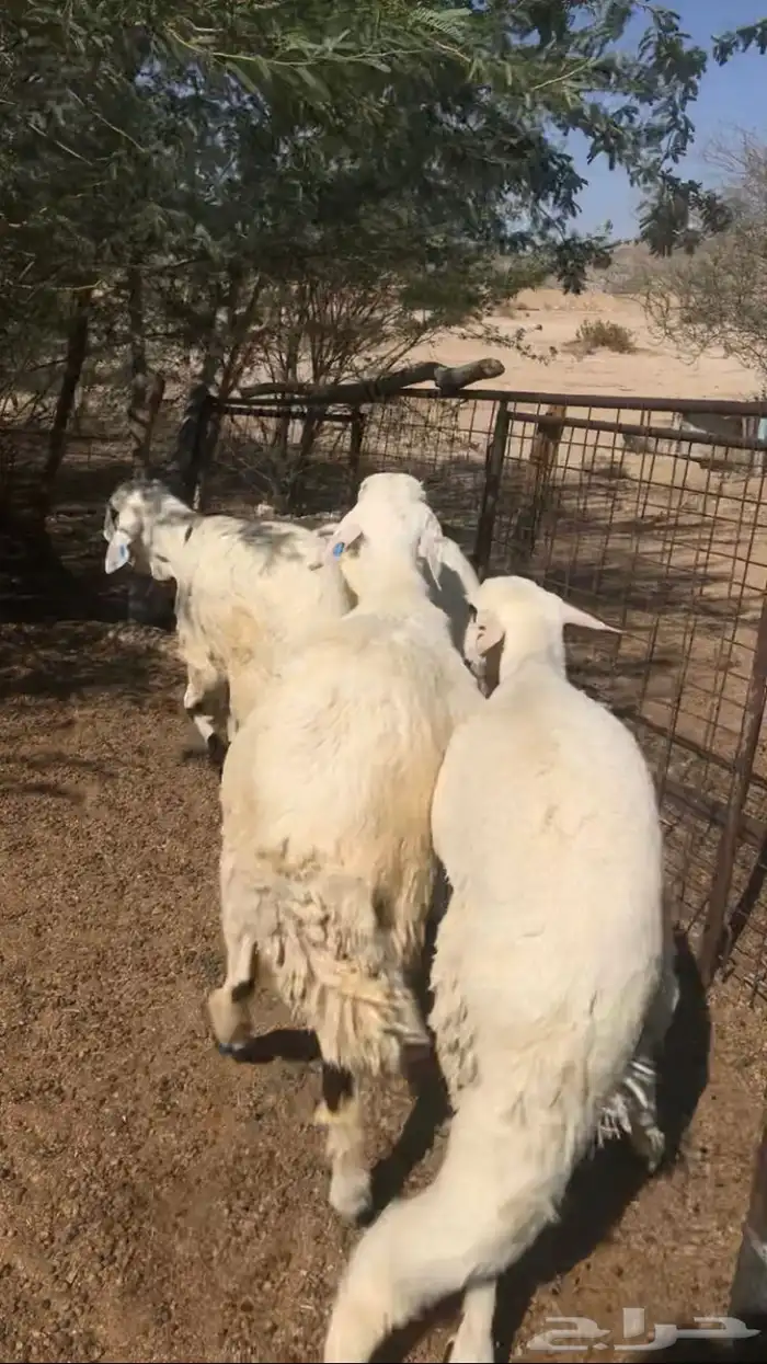 طليان سواكن جذعان فاخر 4