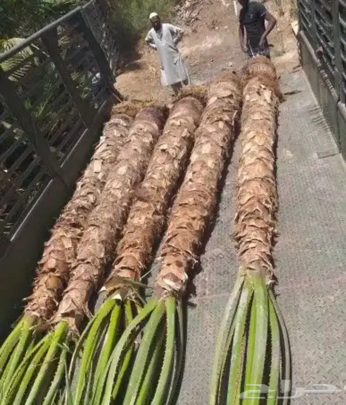 تنسيق الحدائق 22