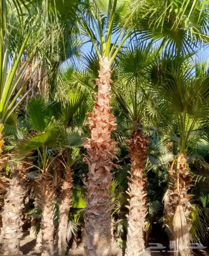 تنسيق الحدائق 33