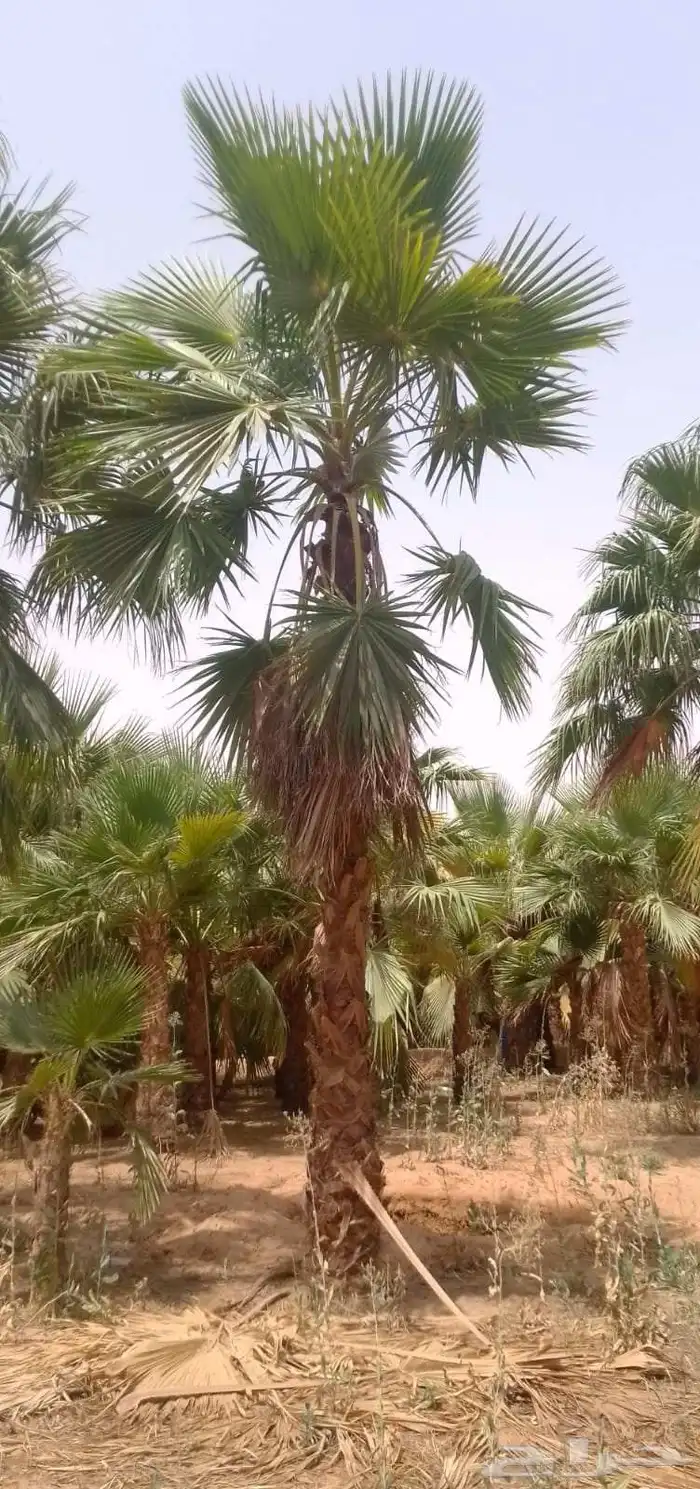 نخل واشنطن امريكي نخل عربي 6