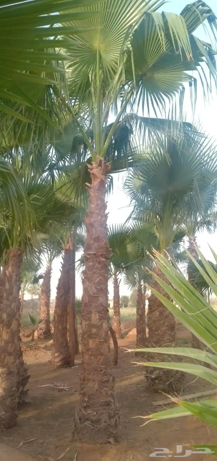 نخل واشنطن امريكي نخل عربي 8