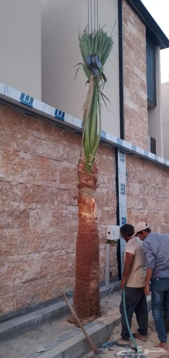 نخل واشنطن امريكي نخل عربي 1