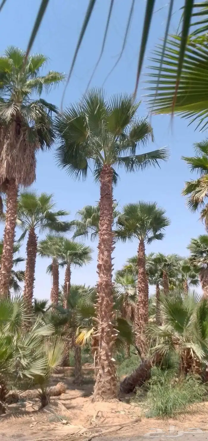 نخل واشنطن امريكي نخل عربي 11