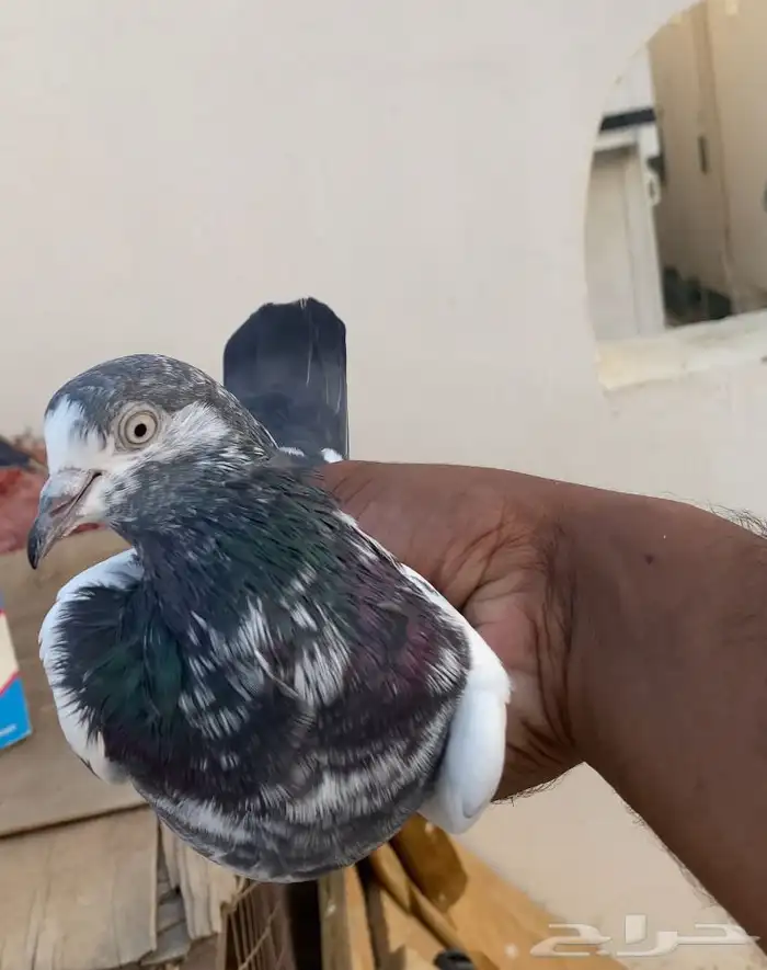 حمام باكستاني 0