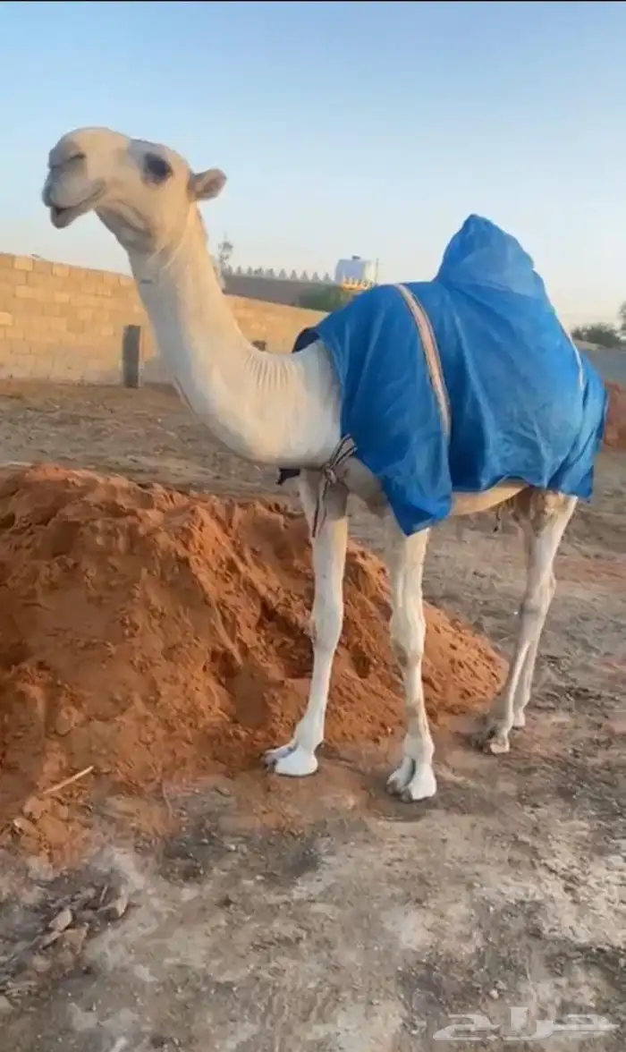 قعود مفرود تمامي 0