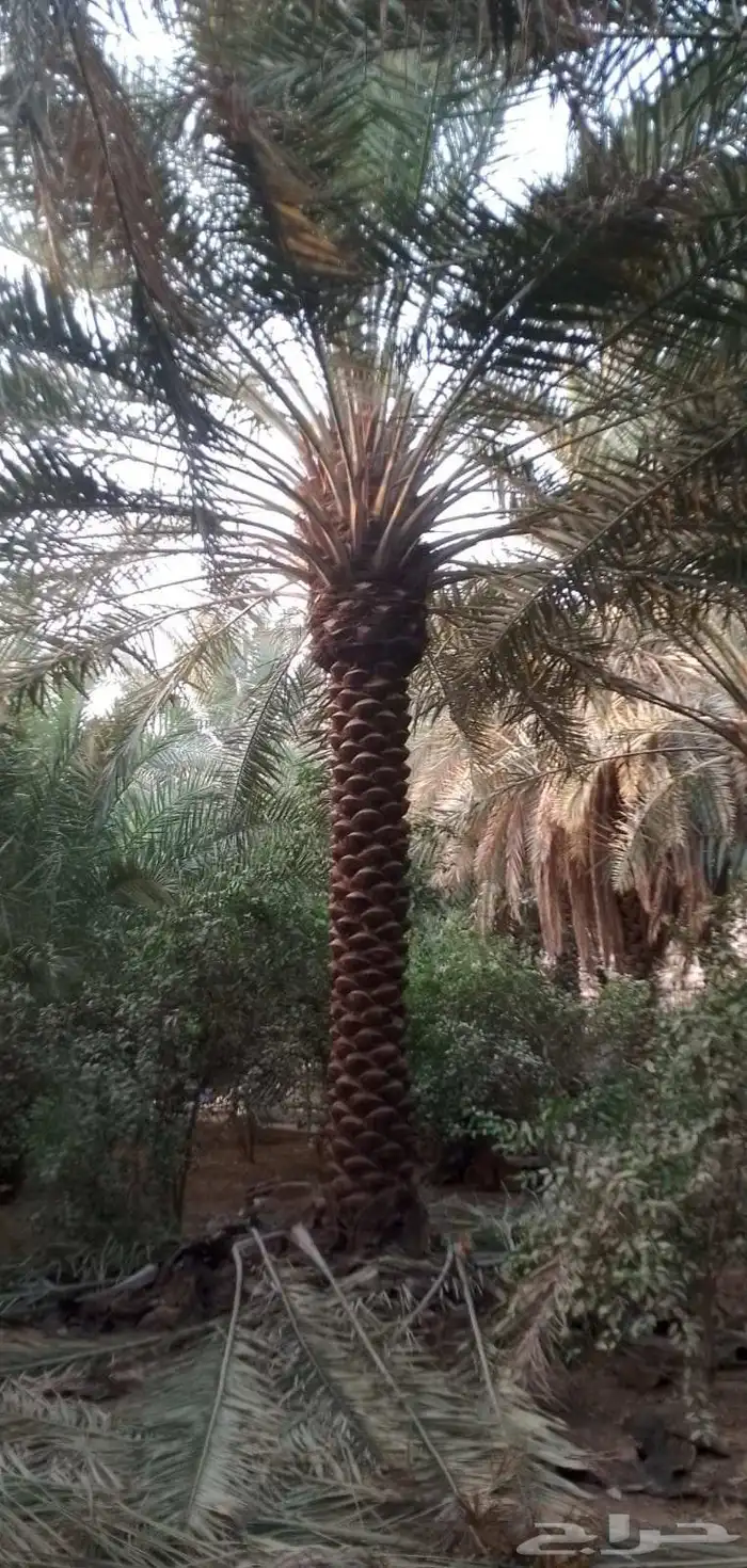 نخل واشنطن امريكي نخل عربي 12