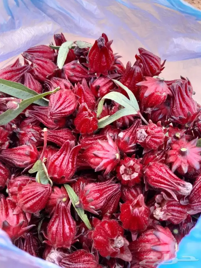 للبيع كركديه عضوي طازج الكيلو 50 ريال 1