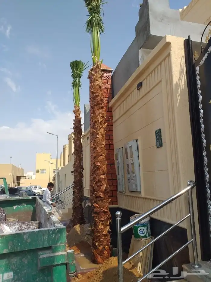 نخل واشنطوني زينه 8
