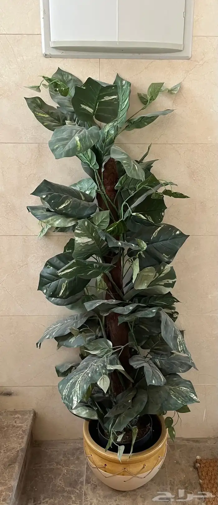 شجرة مع الاصيص 0