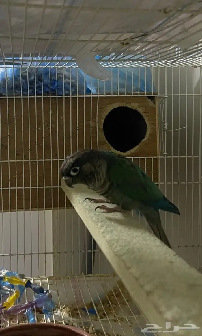 ذكر كنيور بلو شيك (( تم البيع )) 1