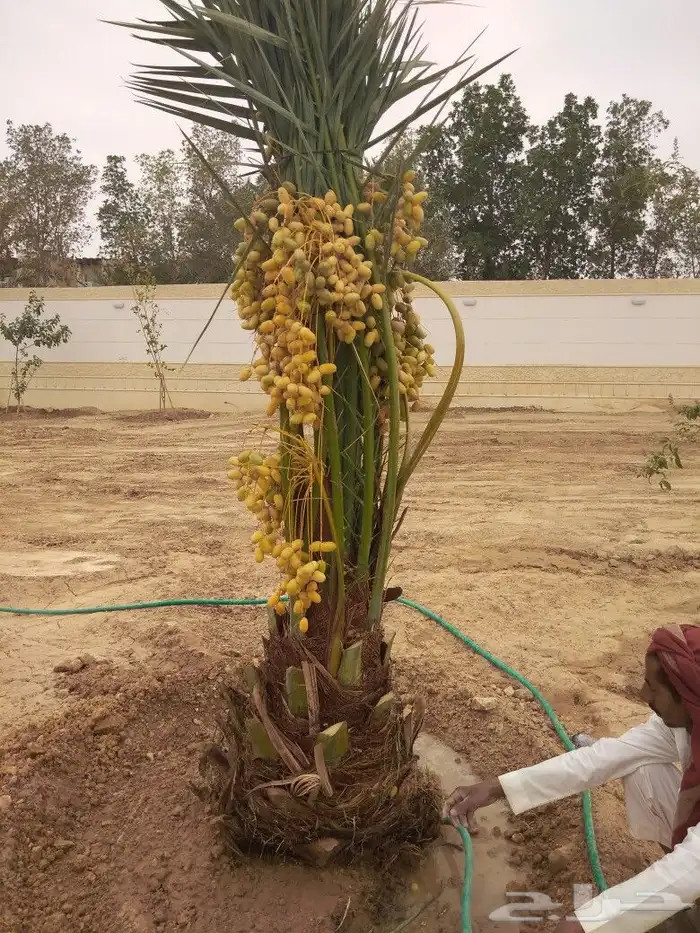نخيل للبيع نخل مثمر مجدولي اخلاص سكري نخل واشنطني 0