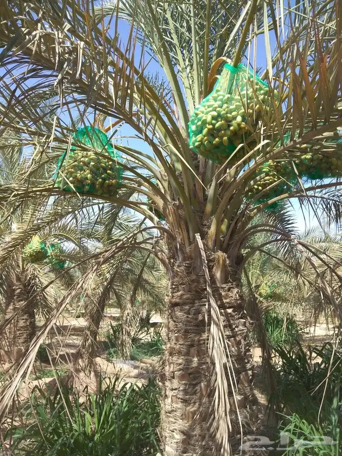 نخيل للبيع نخل مثمر مجدولي اخلاص سكري نخل واشنطني 2