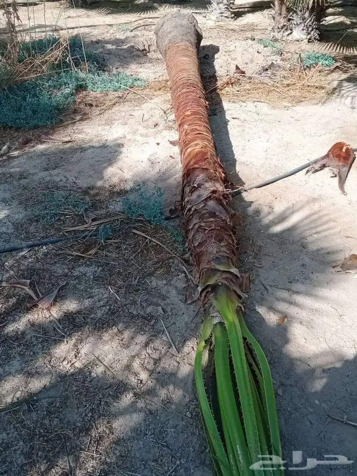 نخل للبيع عربي ووشنطني زينه 8