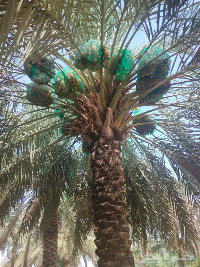 نخيل للبيع نخل مثمر مجدولي اخلاص سكري نخل واشنطني 5